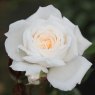 Rose 'White Patio'   3Ldp