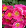 Rose 'American Pillar'   4Ldp