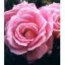 Rose 'Carefree Days'   3Ldp
