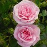 Rose 'Diamond Wishes'   3Ldp
