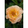 Rose 'Flower Carpet Amber'   3Ldp