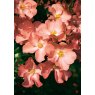 Rose 'Flower Carpet Coral'   3Ldp