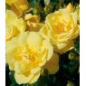 Rose 'Flower Carpet Gold'   3Ldp