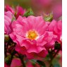 Rose 'Flower Carpet Pink'   3Ldp