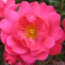 Rose 'Flower Carpet Pink Supreme'   3Ldp