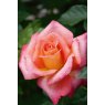 Rose 'Inspiration'   3Ldp
