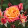 Rose 'Little Sunset'   3Ldp
