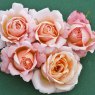 Rose 'Peachy'   3Ldp