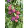 Plum 'Victoria' - Bush - VVA-1   12L