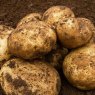 SEED POTATO - SECOND EARLY 'Acoustic' - 2.5kg