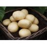 SEED POTATO - FIRST EARLY 'Casablanca' - 2.5kg