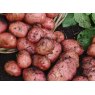 SEED POTATO - MAIN CROP 'Desiree' - 2.5kg