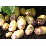 SEED POTATO - SECOND EARLY 'Kestrel' - 2.5kg