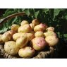 SEED POTATO - MAIN CROP 'King Edward' - 2.5kg