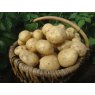 SEED POTATO - SECOND EARLY 'Marfona' - 2.5kg