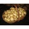 SEED POTATO - SECOND EARLY 'Maris Peer' - 2.5kg