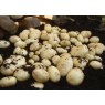 SEED POTATO - MAIN CROP 'Maris Piper' - 2.5kg