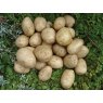 SEED POTATO - FIRST EARLY 'Pentland Javelin' - 2.5kg