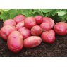SEED POTATO - FIRST EARLY 'Red Duke of York' - 2.5kg