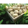 SEED POTATO - FIRST EARLY 'Rocket' - 2.5kg