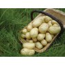 SEED POTATO - FIRST EARLY 'Sharpes Express' - 2.5kg