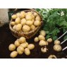 SEED POTATO - FIRST EARLY 'Swift' - 2.5kg
