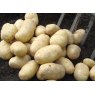 SEED POTATO - SECOND EARLY 'Wilja' - 2.5kg