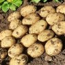 SEED POTATO - MAIN CROP 'Marvel' - 2.5kg