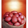 SEED POTATO - MAIN CROP 'Organic Setanta' - 2.5kg