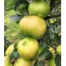 Apple (Malus) 'Bramley 20' - Bush - M26   12L
