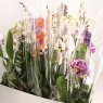 HOUSE_Orchids 1+t. mix wk mixed