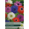 TAYLORS Anemone St. Brigid Mixed TAYLORS Anemone St. Brigid Mixed