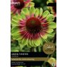 SSE168 Echinacea Green Twister