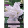 SSE167 Lily Lotus Pure.jpeg