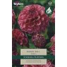 TAYLORS Dahlia Marble Ball