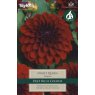 TAYLORS Dahlia Night Queen