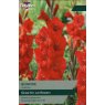 TAYLORS Gladioli Bonfire