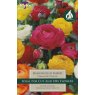 TAYLORS Ranunculus Mixed