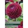 TAYLORS Dahlia Rococo