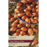 SHALLOT - FRENCH 'Longor'