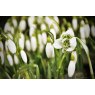 POTTED SPRING BULB Galanthus nivalis 'flore pleno'   9cm