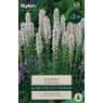 TAYLORS Liatris Alba (White Blazing Star)