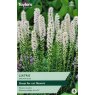 TAYLORS Liatris Alba (White Blazing Star)