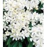 Clematis armandii   2L