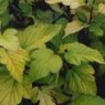 Physocarpus opulifolius 'Darts Gold'  3L