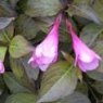 Weigela florida 'Foliis Purpureis'  3L