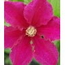 Clematis 'Ernest Markham'   2.5L/3L Clematis 'Ernest Markham'   2.5L/3L