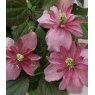 Clematis montana 'Broughton Star'   2.5L/3L