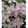 Clematis montana 'Fragrant Spring'   3L