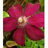 Clematis 'Westerplatte'   3L